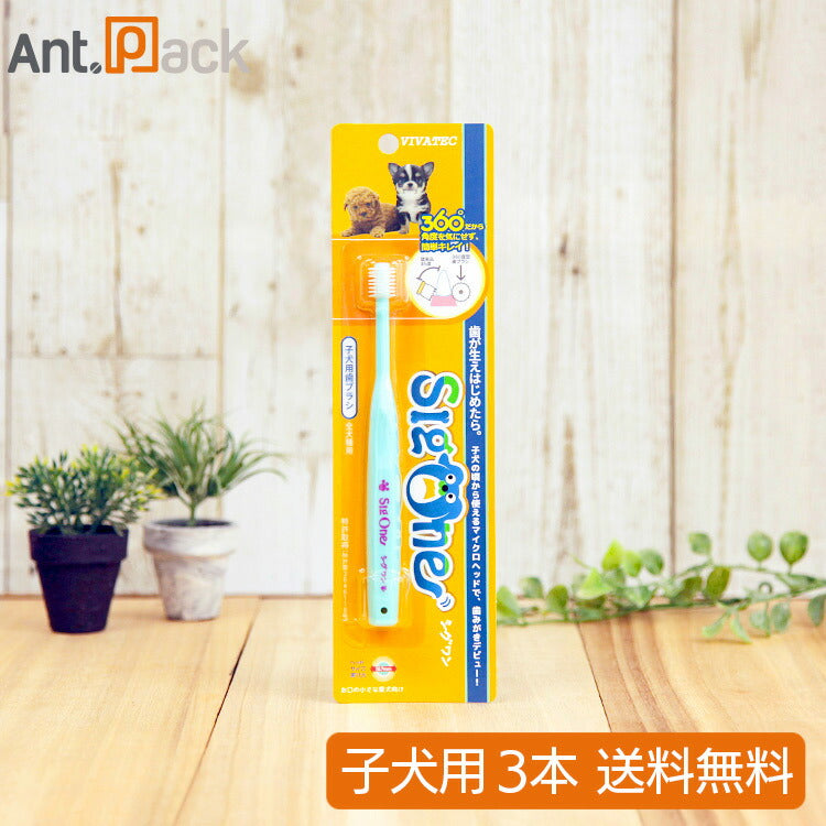 シグワン 子犬用 歯ブラシ アクアブルー×3本 (00629)