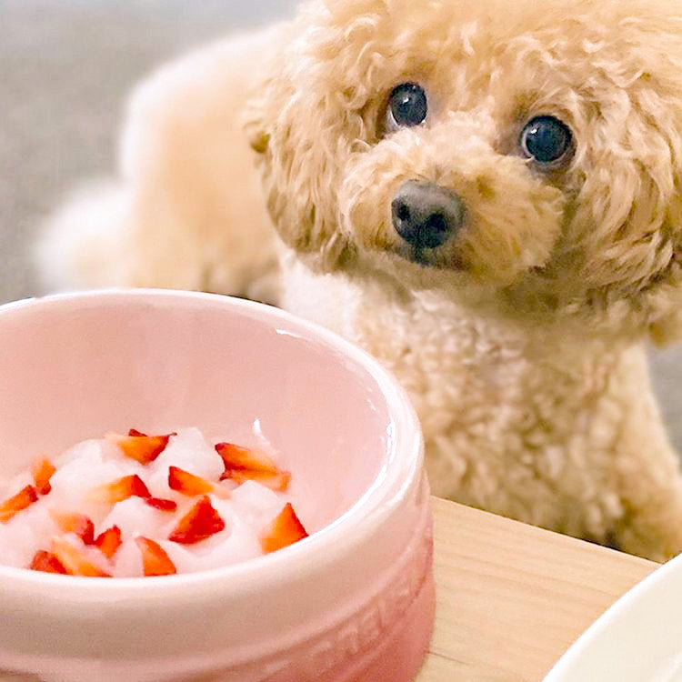 「食べるお水」 ジュレッタ Plus+ 下部尿路ケア 2種セット（チキン・豚レバー）犬猫用 各3包(24食分)